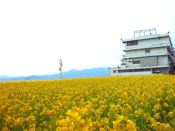 ホテルの前の菜の花が満開です☆